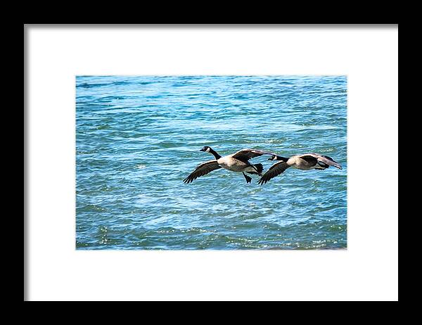 Canada Geese Framed Print featuring the photograph Chattahoochee Fly-By by Mary Ann Artz