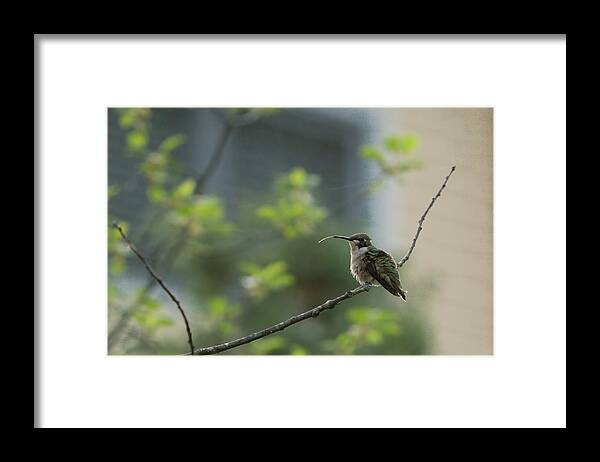 America Framed Print featuring the photograph Cheeky Hummingbird by Jeff Folger
