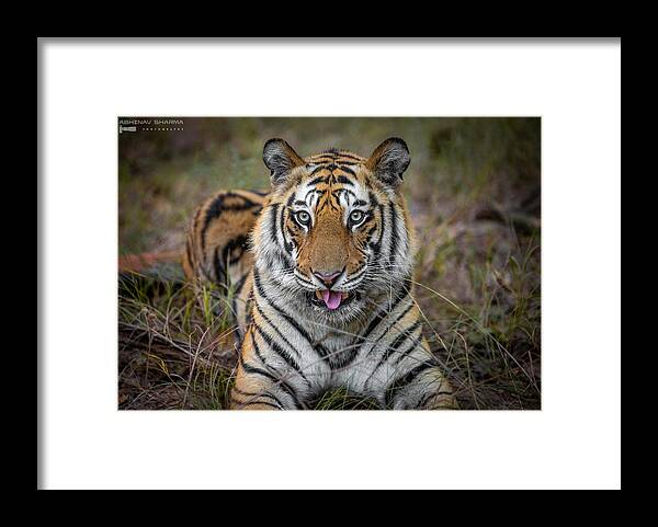 Tiger
Wildlife
India Framed Print featuring the photograph Cheeky Tiger by Abhinav Sharma