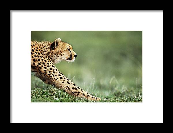 Grass Framed Print featuring the photograph Cheetah Acinonyx Jubatus Stretching by Anup Shah