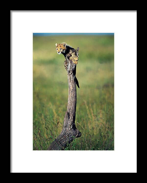 One Animal Framed Print featuring the photograph Cheetah Cub On Dead Tree Trunk by Mike Hill