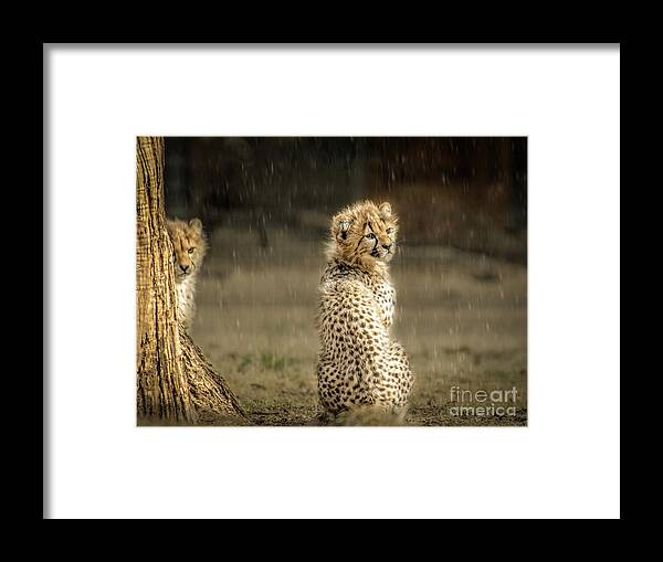 Animals Framed Print featuring the photograph Cheetah Cubs and Rain 0168 by Donald Brown