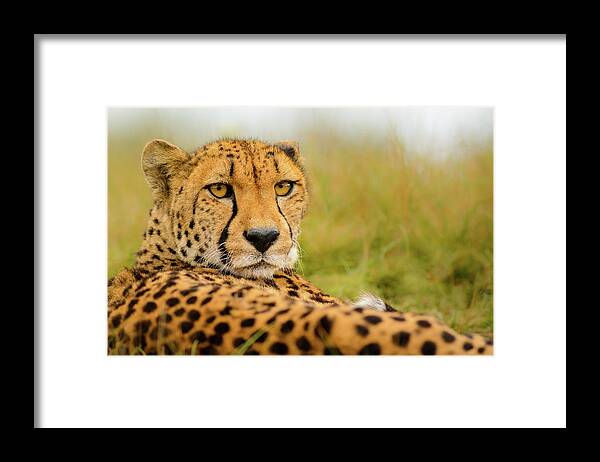 Cheetah Framed Print featuring the photograph Cheetah Stare by Richard Guijt