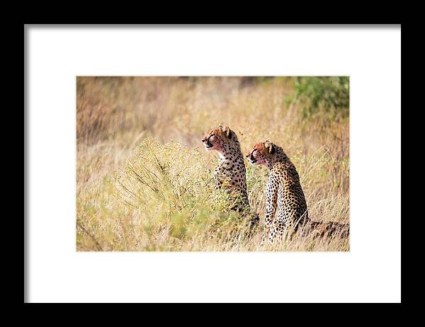 Cheetah Framed Print featuring the photograph Cheetahs Eating In The Middle Of The Grass by Cavan Images