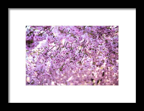 Cherry Framed Print featuring the photograph Cherry Blossom Flowers by Nicklas Gustafsson