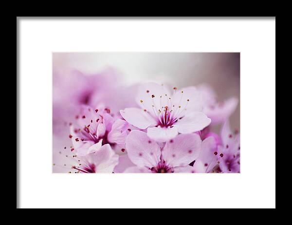 Petal Framed Print featuring the photograph Cherry Blossom Glow by Images By Christina Kilgour
