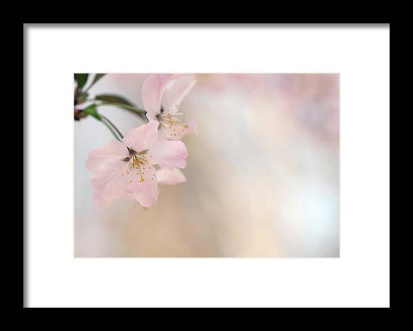 Petal Framed Print featuring the photograph Cherry Blossom by Images By Christina Kilgour