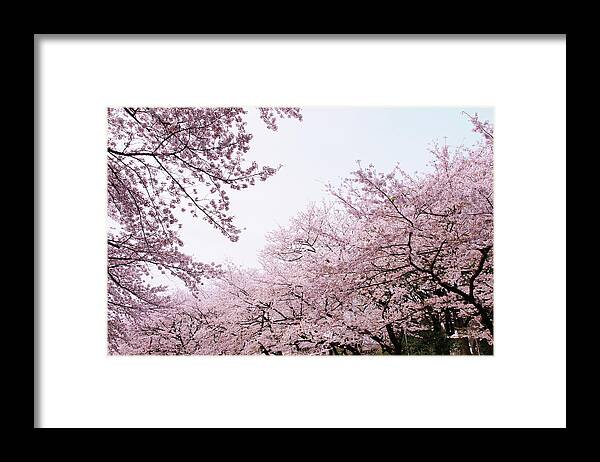 Outdoors Framed Print featuring the photograph Cherry Blossom by Pearl's Images