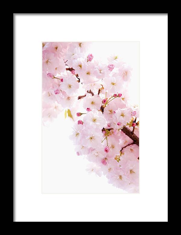 White Background Framed Print featuring the photograph Cherry Blossom Prunus Lannesiana by Ultra.f