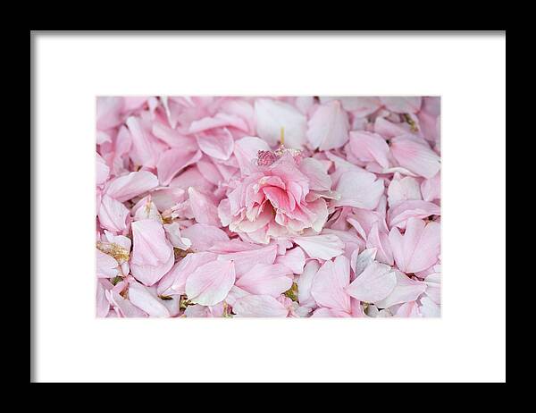 Cherry Framed Print featuring the photograph Cherry Blossom Prunus Sp. Flower And by Georgette Douwma