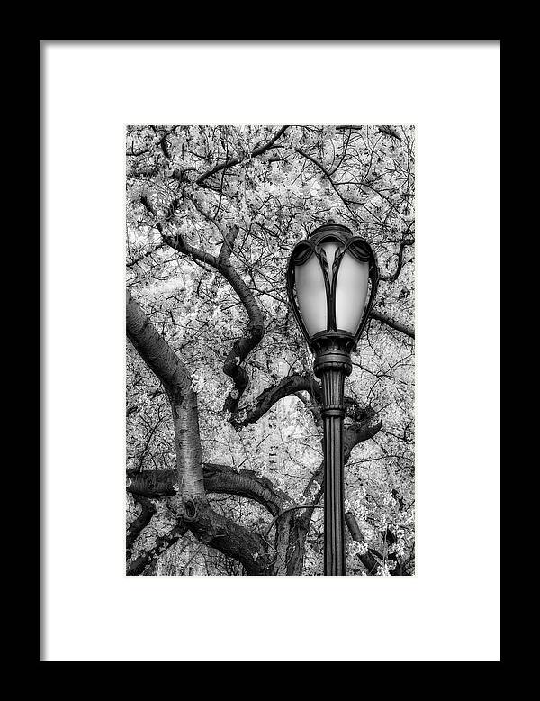 Central Park Framed Print featuring the photograph Cherry Blossoms At Central Park NYC BW by Susan Candelario