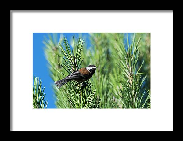 Animals Framed Print featuring the photograph Chestnut-backed Chickadee by Robert Potts