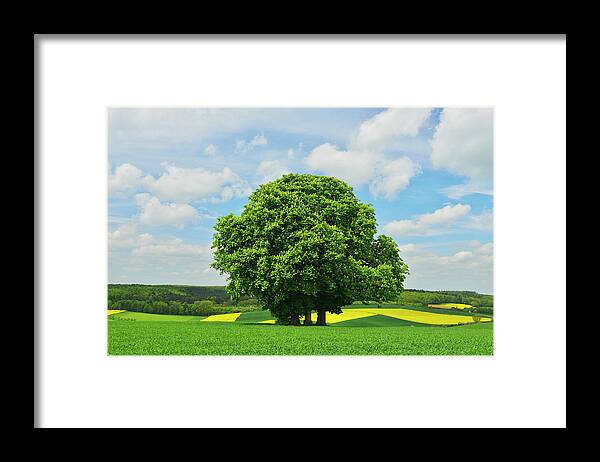 Scenics Framed Print featuring the photograph Chestnut Tree by Raimund Linke