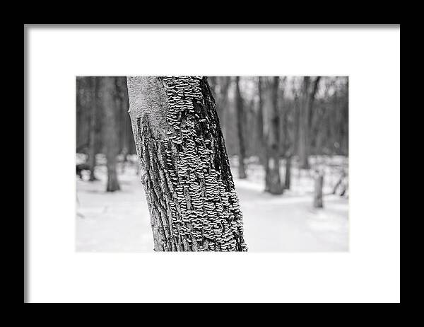 Winterpacht Framed Print featuring the photograph Chicago Winter Trees by Miguel Winterpacht