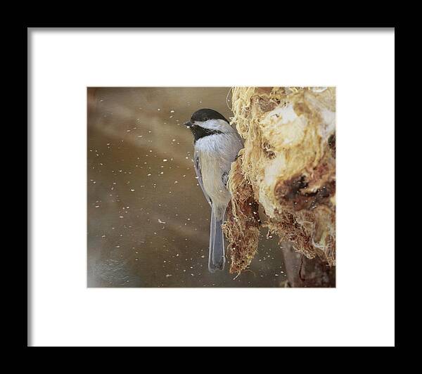 Black Capped Chickadee Framed Print featuring the photograph Chickadee in Winter by Susan Rissi Tregoning