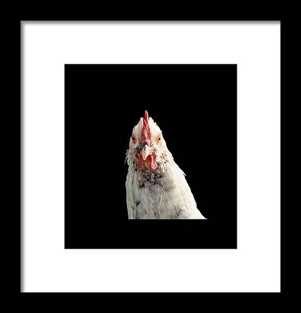 Chicken Head Framed Print featuring the photograph Chicken Head by Jean Noren