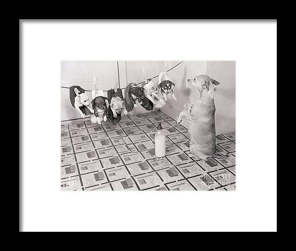 Chihuahua Framed Print featuring the photograph Chihuahua Feeding Her Pups by Bettmann