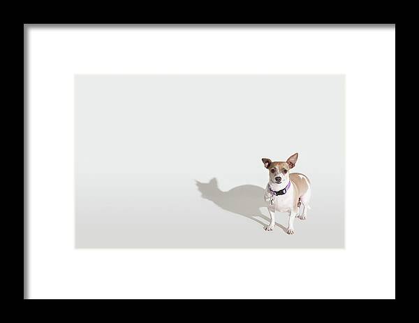 Pets Framed Print featuring the photograph Chihuahua by Josh Ross