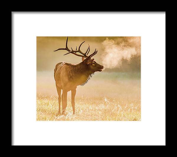 Elk Framed Print featuring the photograph Frosty Bugle Breath by Marcy Wielfaert