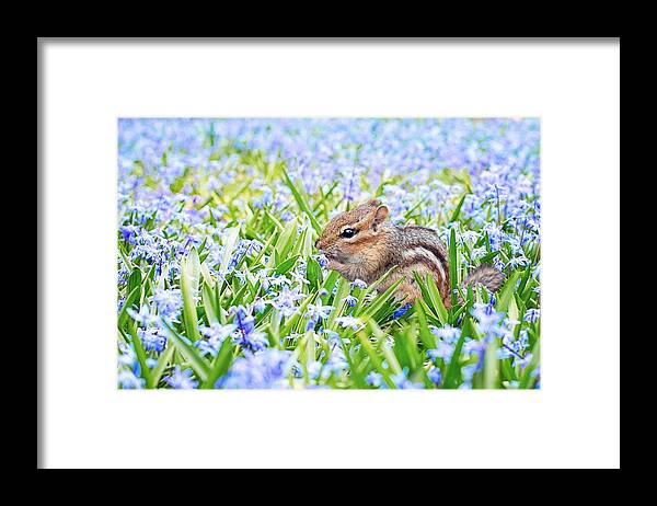 Chipmunk Framed Print featuring the photograph Chipmunk on flowers by Top Wallpapers