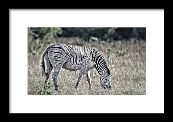  Framed Print featuring the photograph Chobe Zebra, Painterly by Marcy Wielfaert