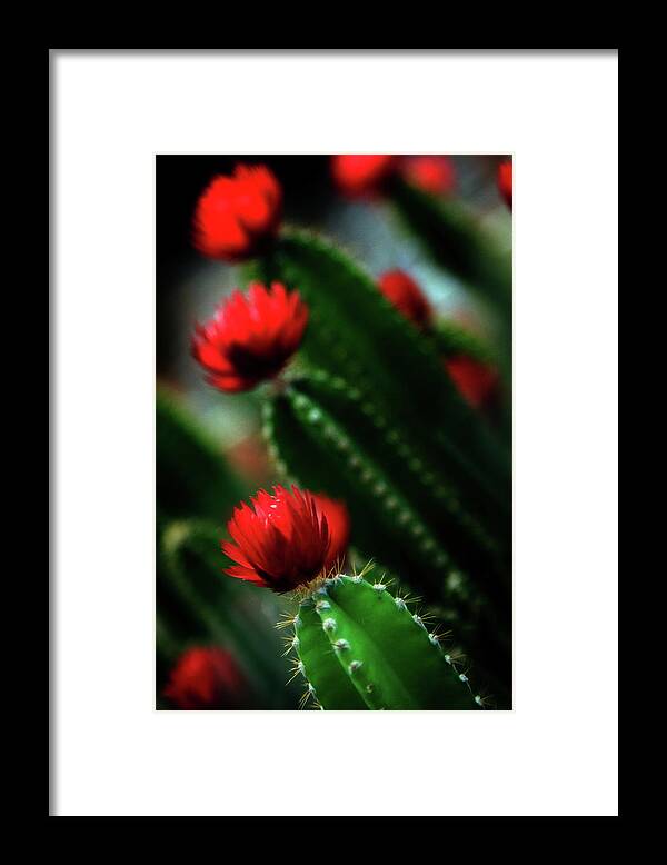 Michigan Framed Print featuring the photograph Christmas Cactus In Bloom by Kim Kozlowski Photography, Llc