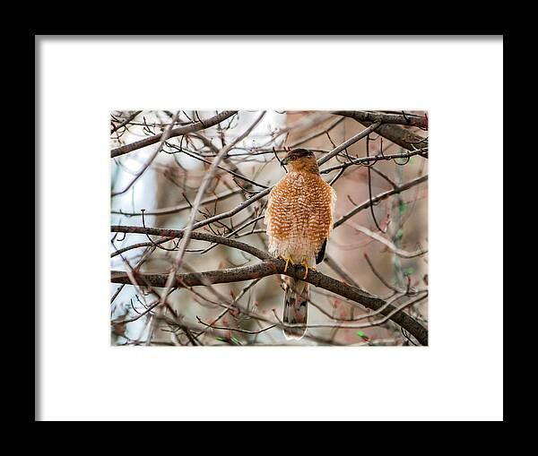 Accipiter Cooperii Framed Print featuring the photograph Christmas Cooper's Hawk by Todd Bannor