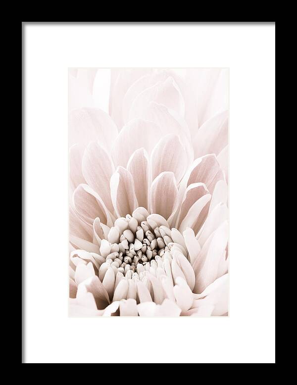 Flower Framed Print featuring the photograph Chrysanthemum No 06 by 1x Studio Iii