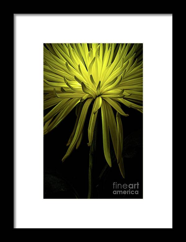 Chrysanthemum Spike Framed Print featuring the photograph Chrysanthemum Spikes by Ann Garrett