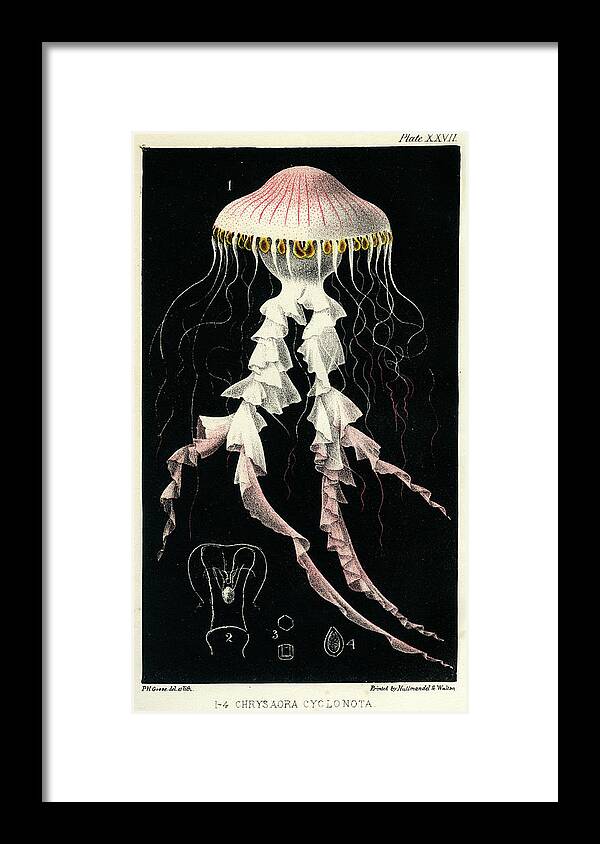 Sealife Framed Print featuring the mixed media Chrysaora Cyclonota by Philip Henry Gosse