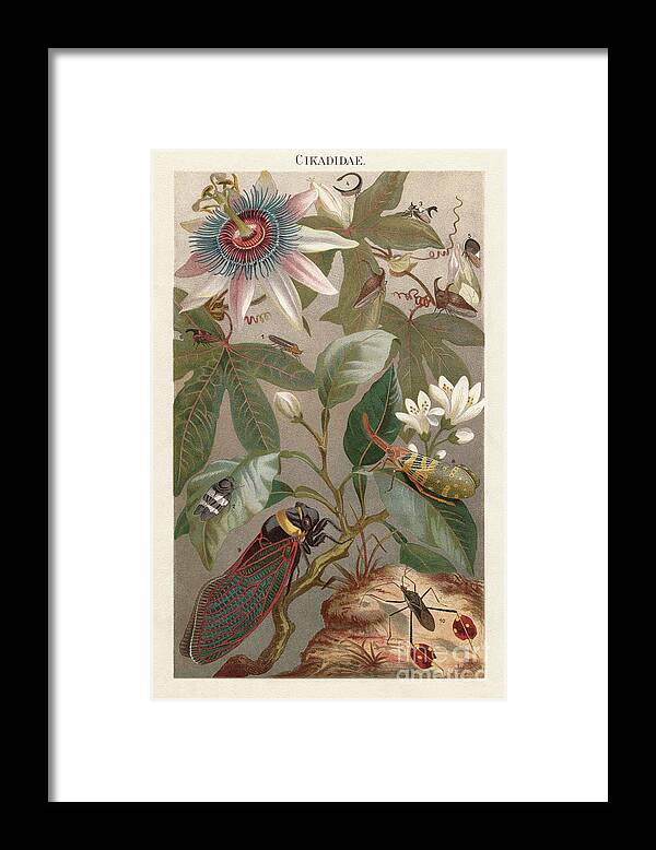 Engraving Framed Print featuring the digital art Cicadas, Lithograph, Published In 1897 by Zu 09