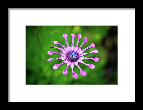Flower Framed Print featuring the photograph Circular by Michelle Wermuth