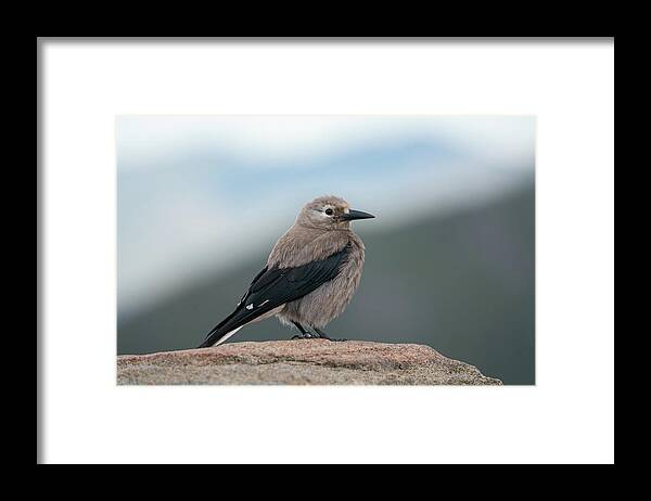 Beak Framed Print featuring the photograph Clarks Nutcracker in the wild by Kyle Lee