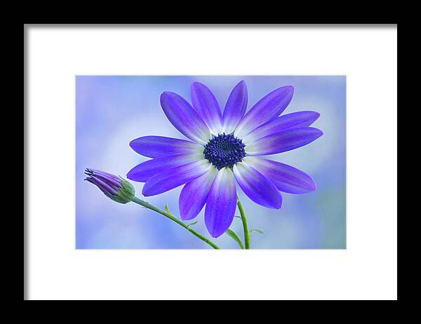 Senetti Framed Print featuring the photograph Classic Senetti by Terence Davis