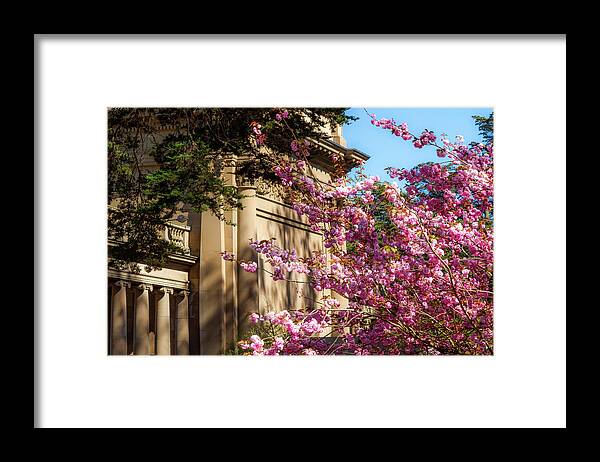 Classical Sakura Framed Print featuring the photograph Classical Sakura by Bonnie Follett