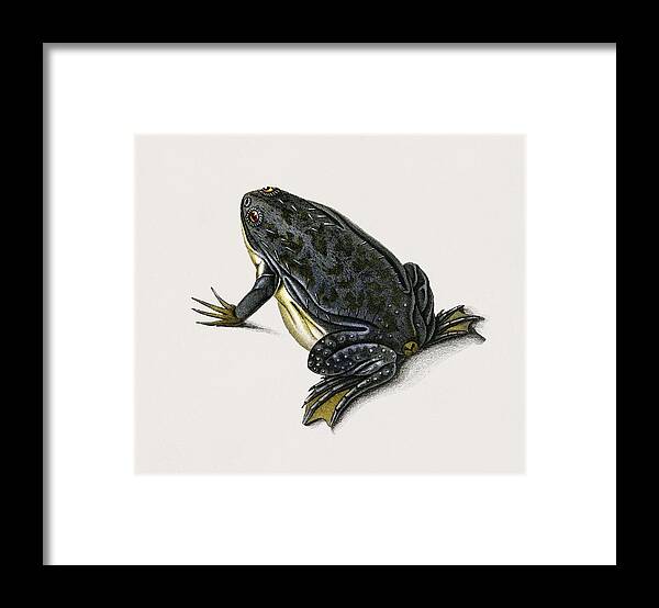 Green Framed Print featuring the painting Clawed frog Dactylethra capensis illustrated by Charles Dessalines D' Orbigny 1806-1876 by Celestial Images