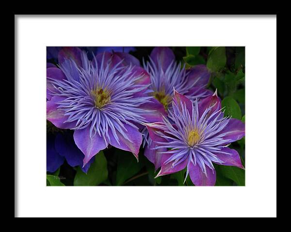 Flower Framed Print featuring the photograph Crystal Fountain Clematis by Pat Watson