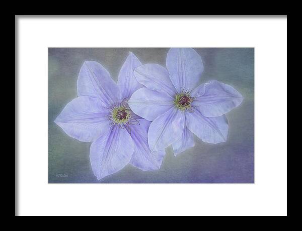 Flower Framed Print featuring the photograph Clematis Twins by Pat Watson