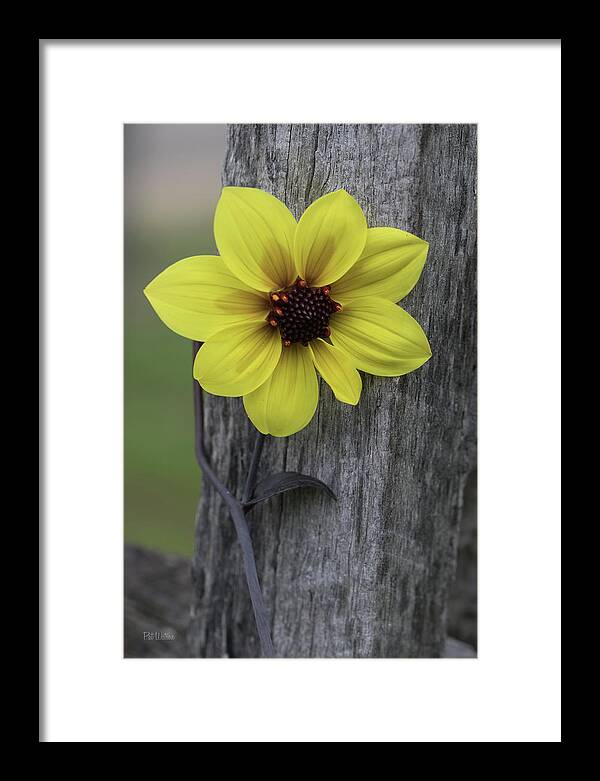 Floral Framed Print featuring the photograph Climbing Dahlia by Pat Watson