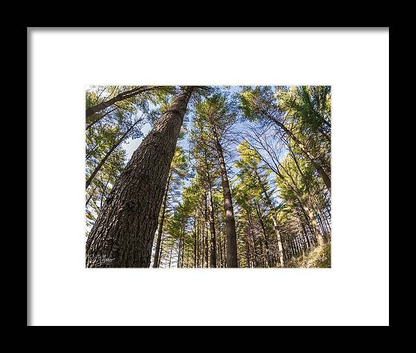 Trees Framed Print featuring the photograph Climbing High by Phil S Addis