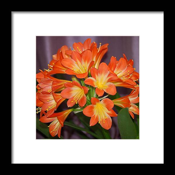 Flowers Framed Print featuring the photograph Clivia Blossoms by Nancy Ayanna Wyatt