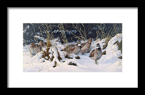 Bobwhite Quail In A Snowy Field Framed Print featuring the painting Close To Cover - Bobwhites by Wilhelm Goebel