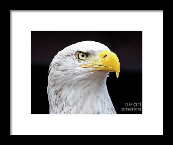 England Framed Print featuring the photograph Close Up Of A Beautiful Bald Eagle by Sergio Mendoza Hochmann