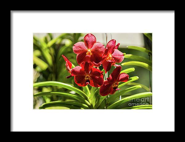 Close Up Framed Print featuring the photograph Close up of a flowering Orchid a6 by Eyal Bartov