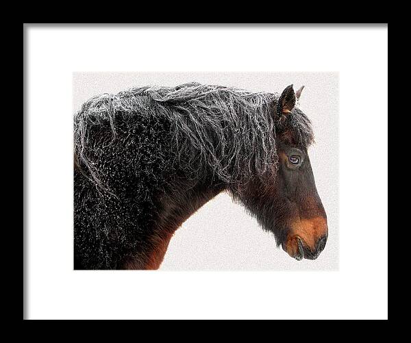 Horse Framed Print featuring the photograph Close Up Of Dark Brown Horse Frosted by Anne Louise Macdonald Of Hug A Horse Farm