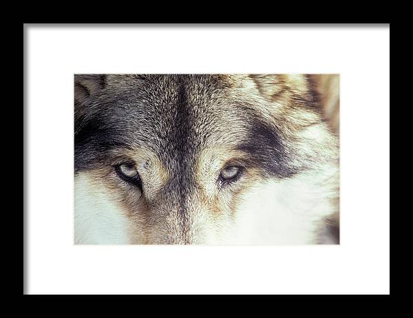 Animals In The Wild Framed Print featuring the photograph Close-up Of Gray Wolf Eyes by Renaud Visage