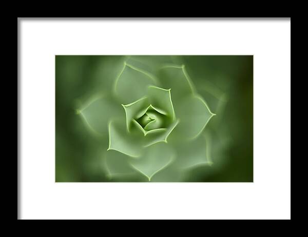 Euphorbiaceae Framed Print featuring the photograph Close Up Of Green Euphorbia by Adam Gault