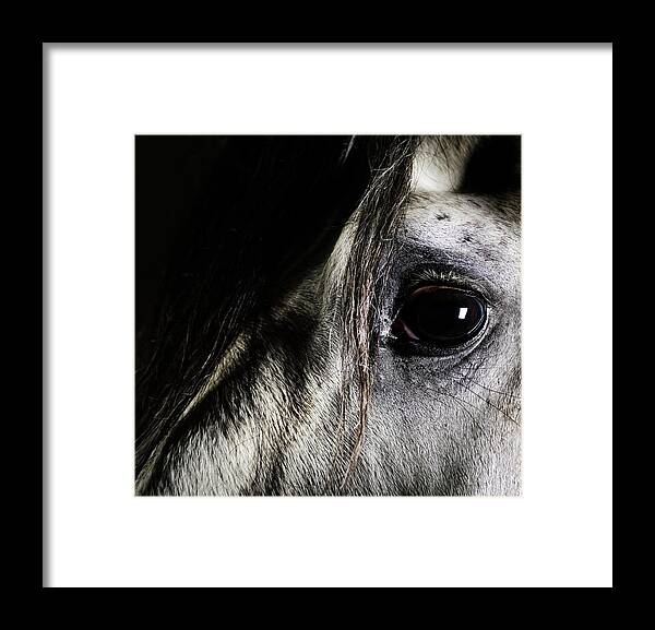 Horse Framed Print featuring the photograph Close Up Of Grey Horse Eye by Henrik Sorensen