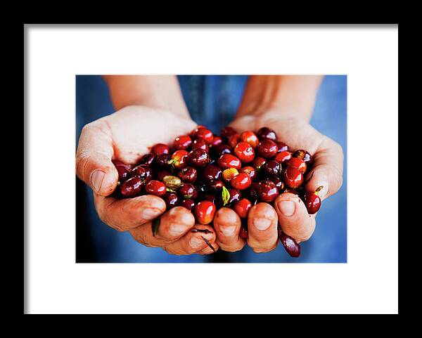 Mature Adult Framed Print featuring the photograph Close Up Of Hands Holding Coffee Beans by Pixelchrome Inc