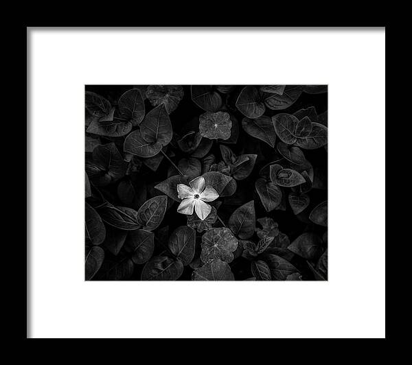 Photography Framed Print featuring the photograph Close-up Of Periwinkle Flowers by Panoramic Images